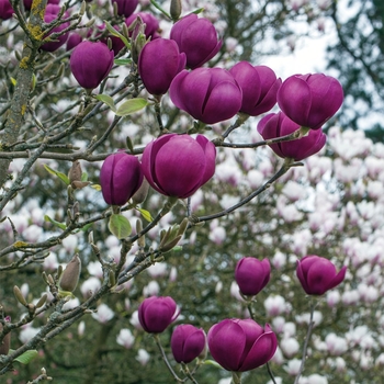 Magnolia x soulangeana 'Jurmag1' 