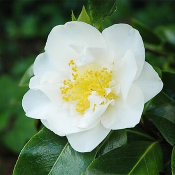 Camellia japonica 'VIctory White' 