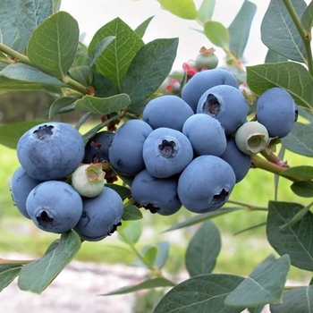 Vaccinium corymbosum 'Patriot' 