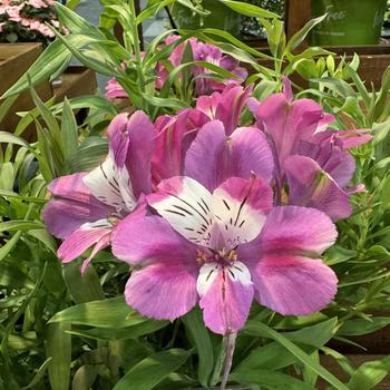 Alstroemeria 'Summer Rose' 