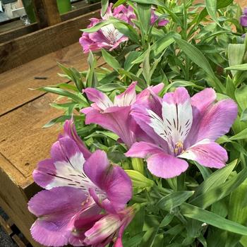 Alstroemeria 'Summer Rose' (271292)