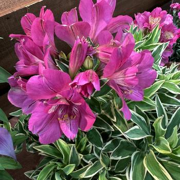 Alstroemeria 'Summer Valley' 