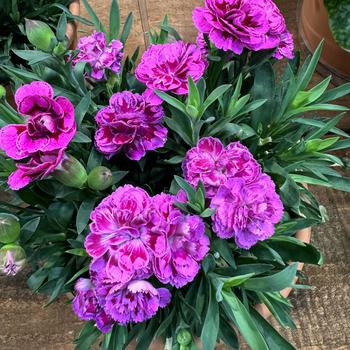 Dianthus 'Sinclair' 