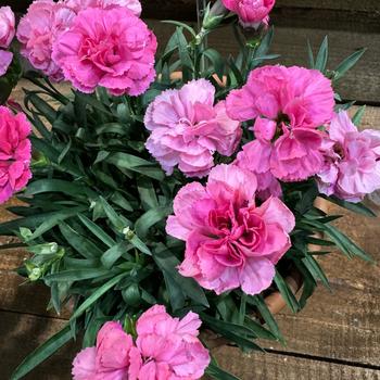 Dianthus 'Lady Beetle' 