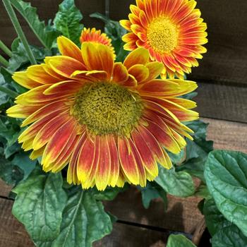 Gerbera Garvinea® 'Sweet Blaze' (271300)