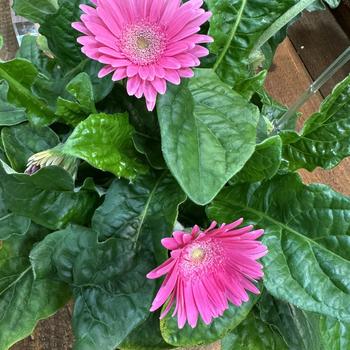 Gerbera 'Sweet Maggie' 