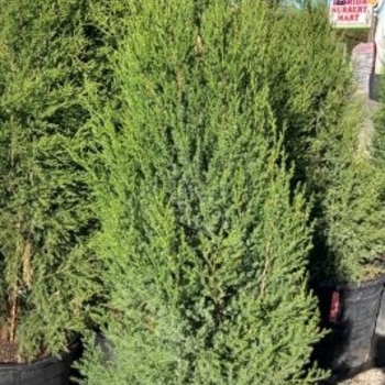 Juniperus virginiana var. silicicola 'Can-SRC1' PP31963