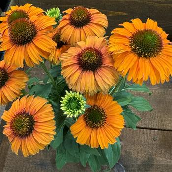 Echinacea 'SunSeekers Mineola' (271303)