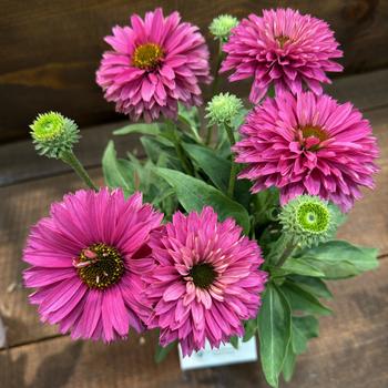 Echinacea 'SunSeekers Sweet Fuchsia' (271306)