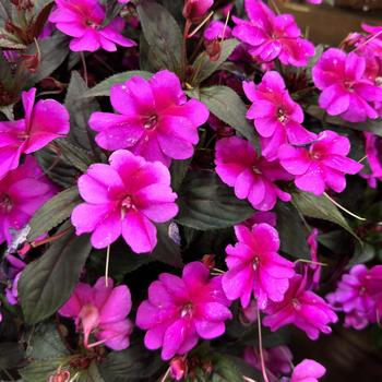 Impatiens SunPatiens® 'Compact Purple Candy Imp' (271307)