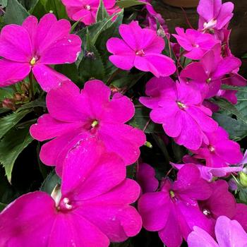 Impatiens 