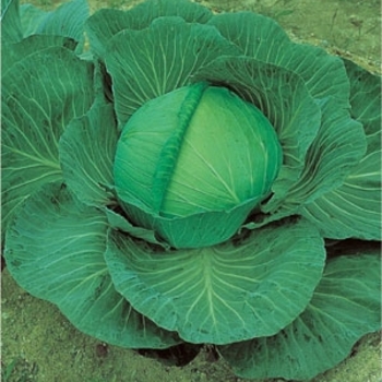 Brassica oleracea 'O. S. Cross' 