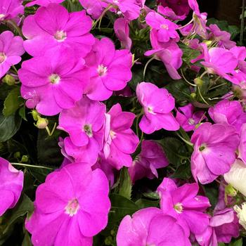 Impatiens 