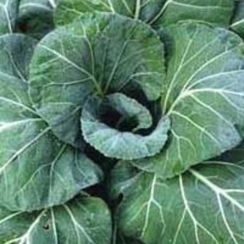 Brassica oleracea 'Early Flat Dutch' 