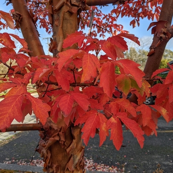 Acer griseum