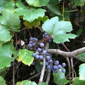 Vitis californica