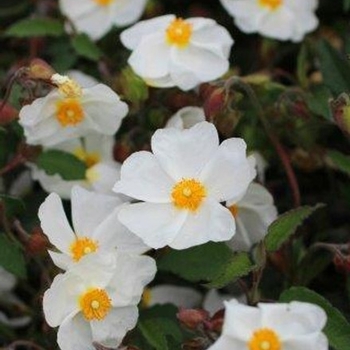 Cistus x corbariensis