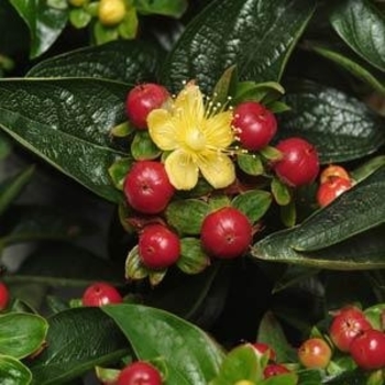 Hypericum androsaemum 'Seifire' PP19468