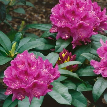 Rhododendron catawbiense 'Anah Kruschke' 