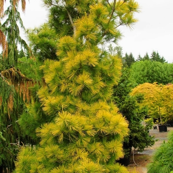 Pinus strobus 'Louie' 