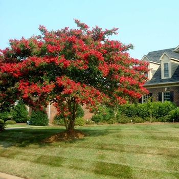 Lagerstroemia indica 'Series' 