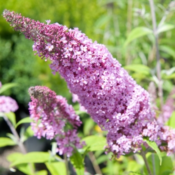 Buddleia davidii 'Charming Pink' 