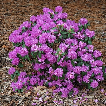 Rhododendron 'PJM Elite Star' 