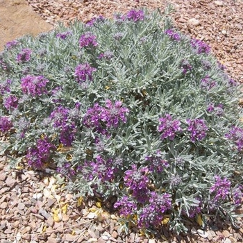 Teucrium aroanium