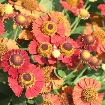 Helenium autumnale 'Salsa' 