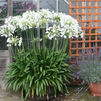 Agapanthus africanus 'Queen Anne White' 