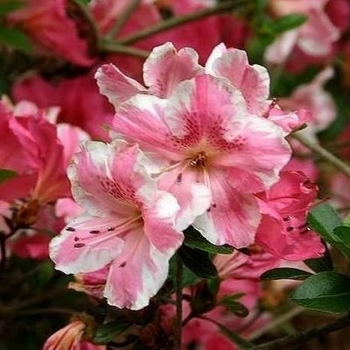 Rhododendron Robin Hill Hybrid 'Conversation Piece' 