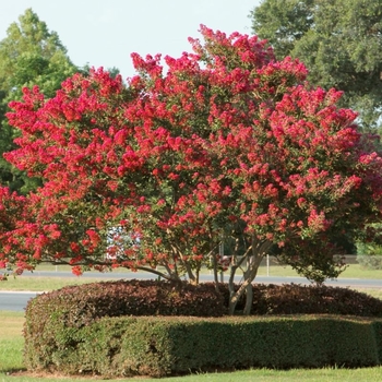 Lagerstroemia indica 'Country Red' 