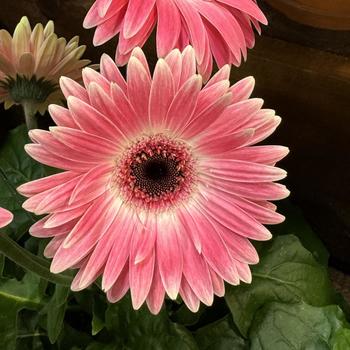 Gerbera jamesonii 'Pink Halo Improved' 