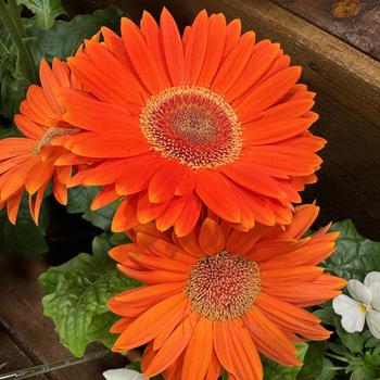 Gerbera jamesonii 'Orange Dark Eye Improved' 