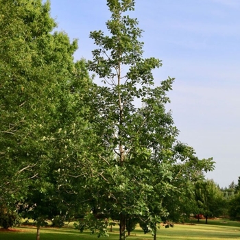 Quercus macrocarpa 'JFS-KW3' PP22815