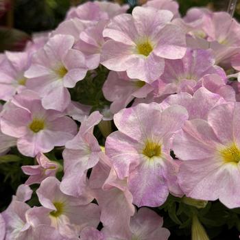 Petchoa SuperCal® Premium 'Pink Mist' (271546)