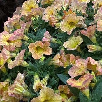 Calibrachoa Calipetite™ 'Apricot Dream' (271549)