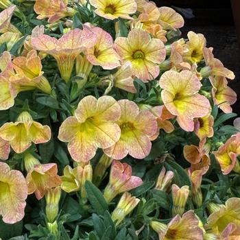 Calibrachoa Calipetite™ 'Apricot Dream' (271550)