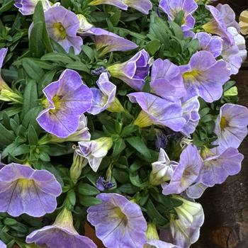 Calibrachoa 'Blue Splash' 