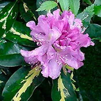 Rhododendron Exbury hybrid 'Golden Flare' 