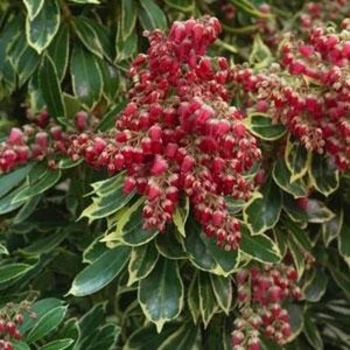 Pieris japonica 'Ralto' PP19331