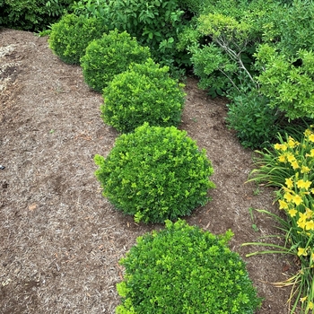 Buxus 'SB108' 