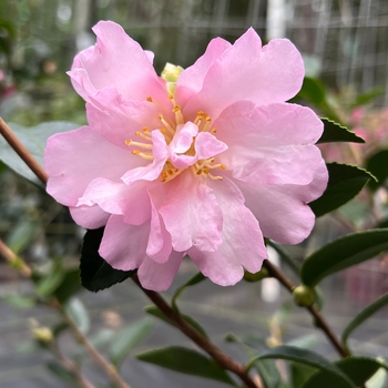 Camellia sasanqua 'Pink Snow' 