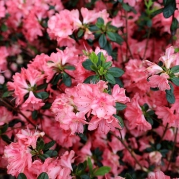 Rhododendron Karume hybrid 'Blaauw's Pink' 