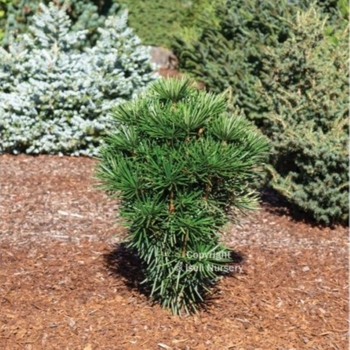 Sciadopitys verticillata 'Green Star' 