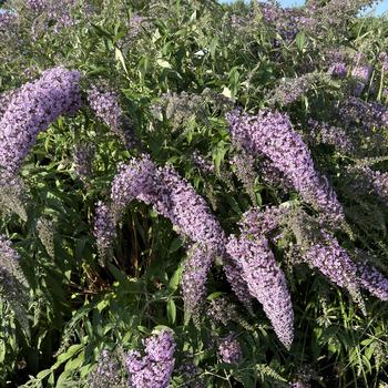 Buddleia 'Lilac Cascade' 