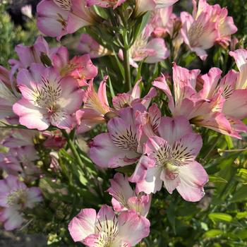 Alstroemeria 'Summer Break' (271640)