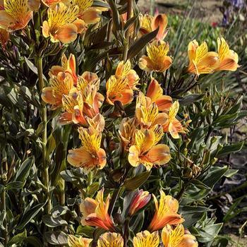 Alstroemeria 'Summer Breeze' (271641)