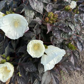 Hibiscus Summerific® 'Cookies and Cream' (271642)