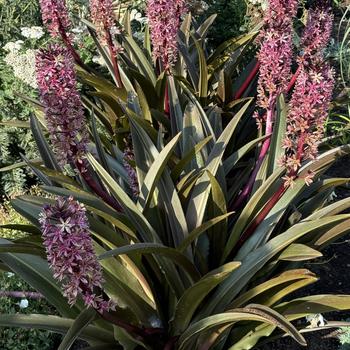 Eucomis 'Purple Reign' 